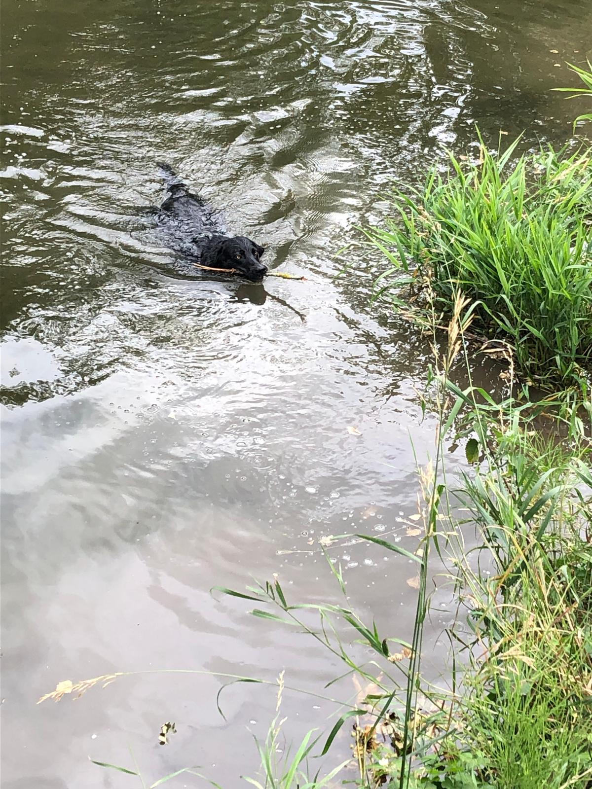 23 07 Hunde 5