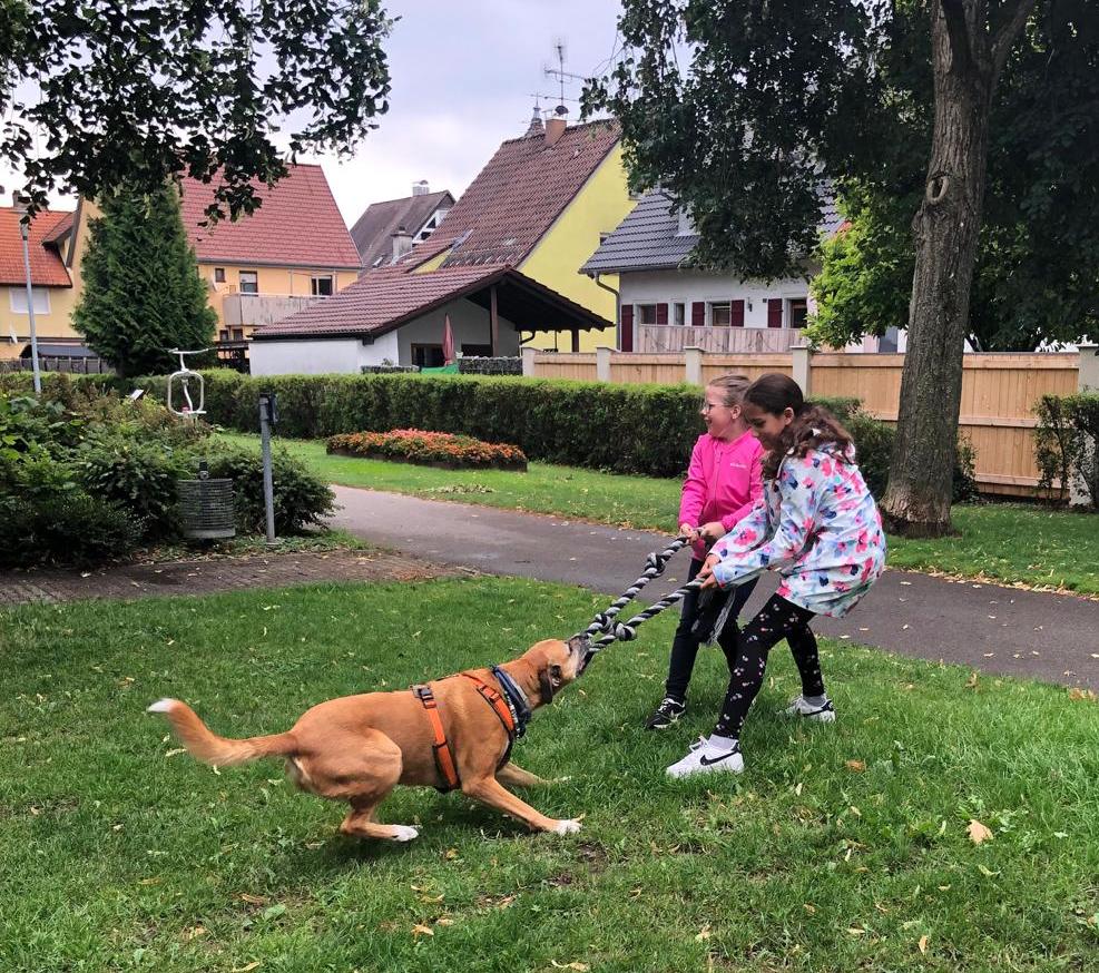 23 07 Hunde 7